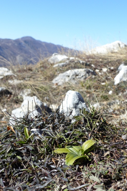 Marsica 2022, Monte Girifalco e Monte Arunzo  Le orchidee e la storia.